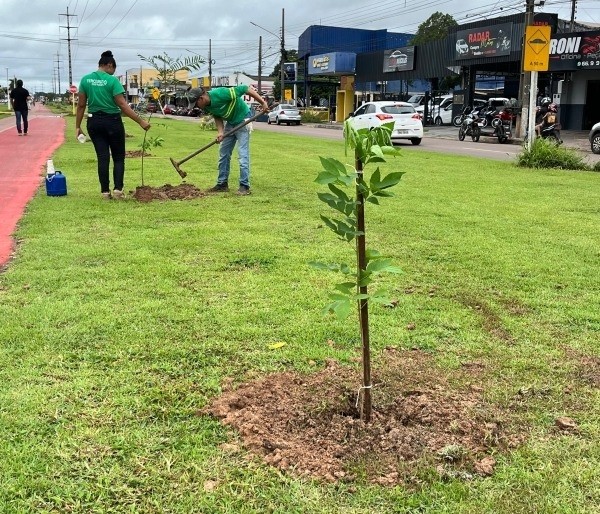 Sinop já plantou 3 mil mudas de árvores esse ano e se destaca na arborização urbana